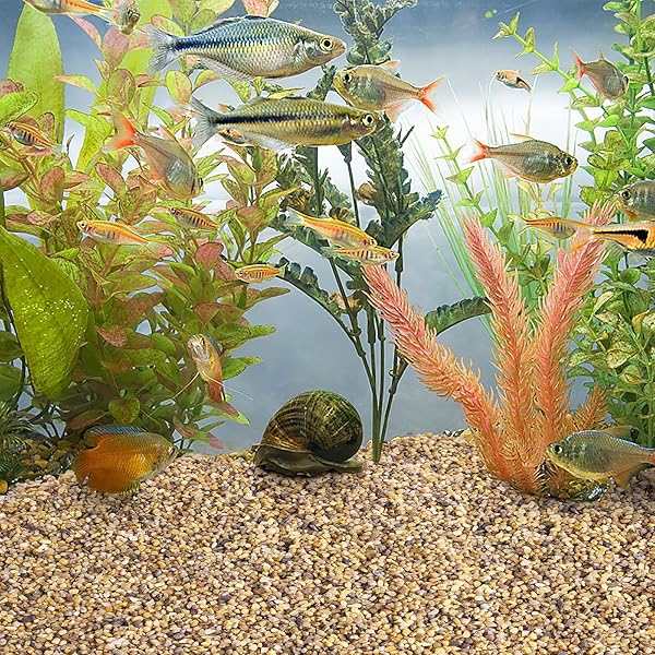 NATURAL COARSE SAND,ROCKS FOR PLANTS,DECORATIVE STONES,AQUARIUM SAND,SUCCULENTS AND CACTUS BONSAI DIY PROJECTS ROCKS,PEBBLES FOR INDOOR PLANTS,GRAVEL(STONES SIZE:3~5 MM) 1 LB