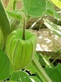 Graines De Physalis Lanterne Chinoise - Sachet 0,5g - Plante Vivace Ornementale - Hauteur 40-50cm - LES GRAINES BOCQUET