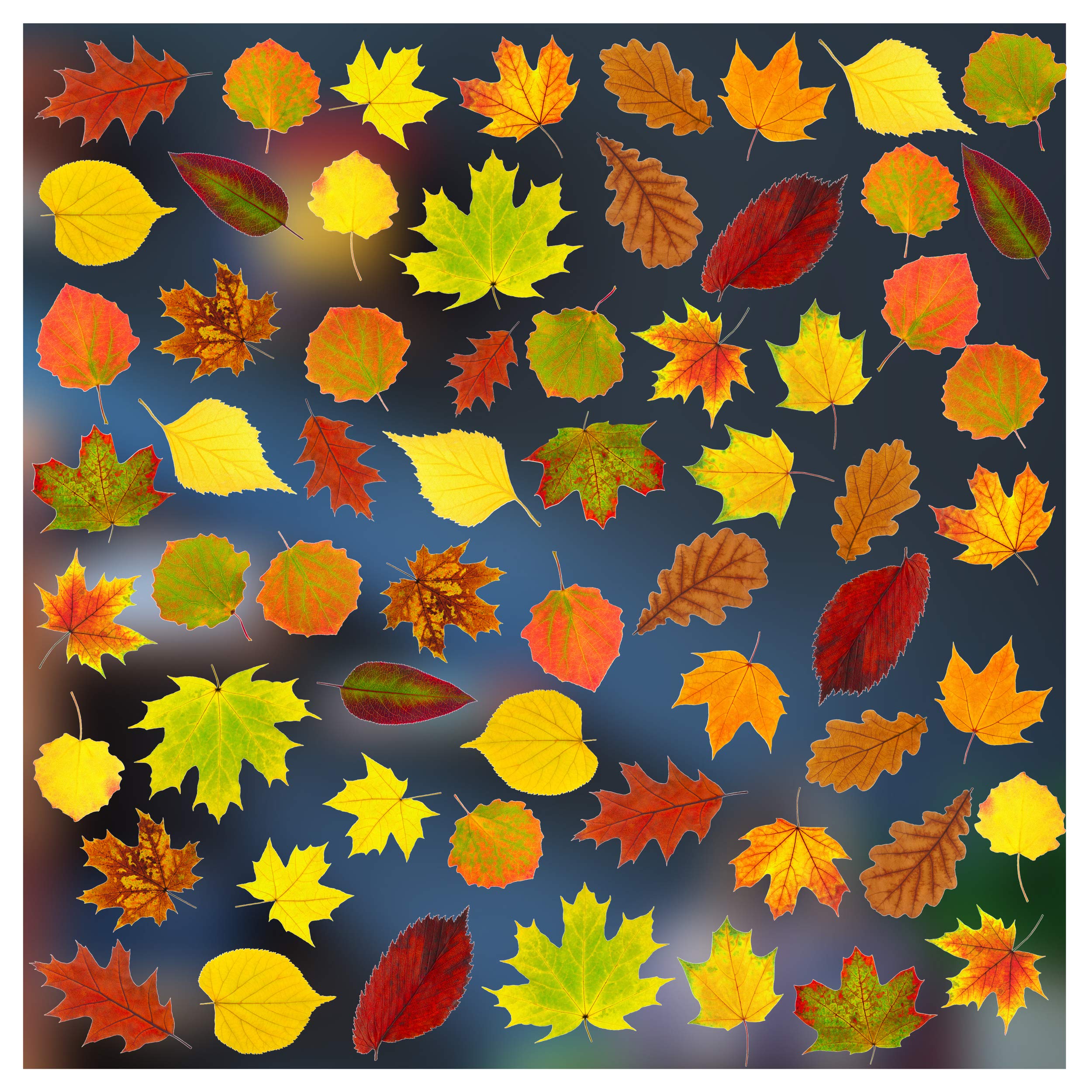 Stickers4 - Autumn Decorations - 70 Static Cling Autumn Leaves Double Sided Window Stickers - Photo Realistic Autumn Leaves Decor
