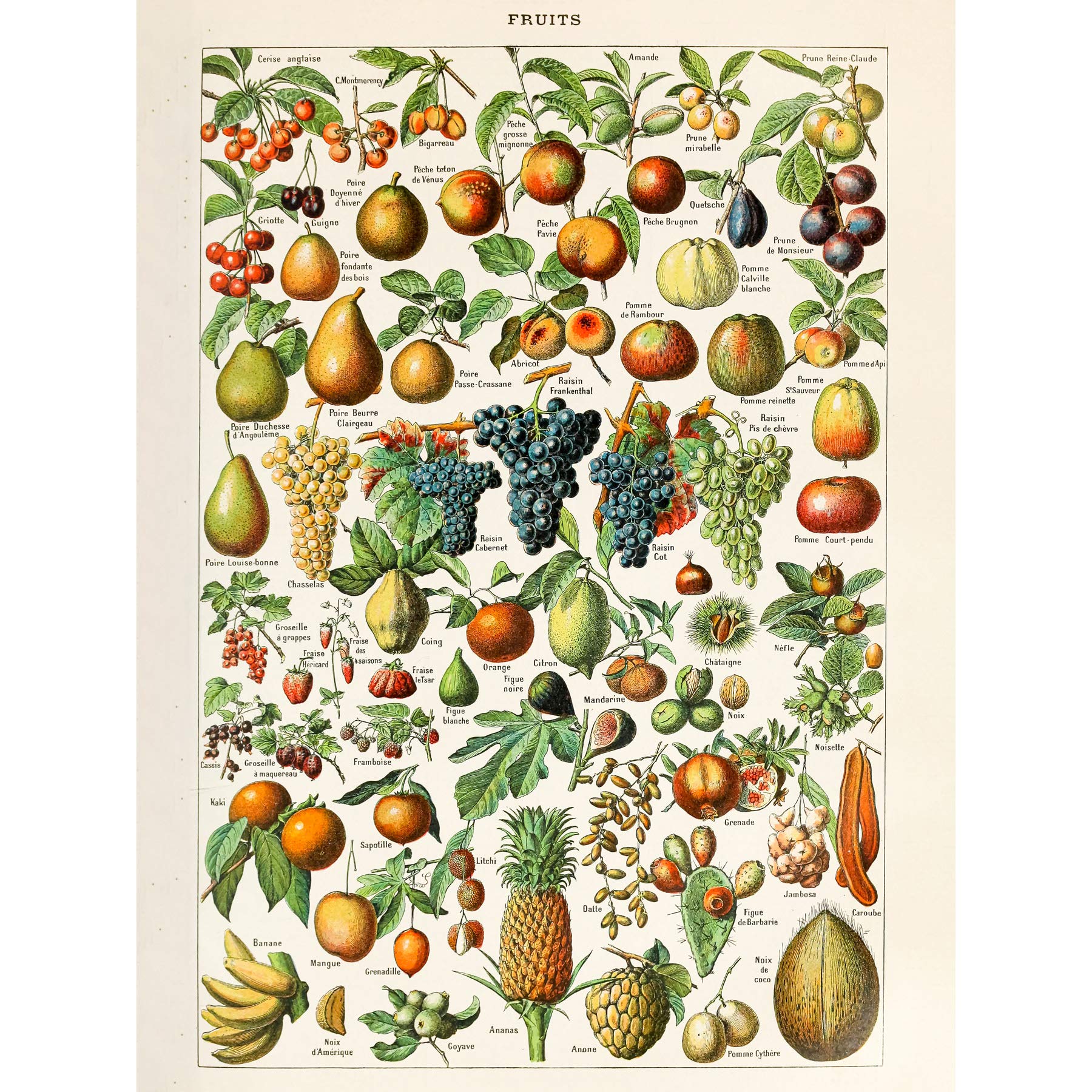 Artery8 Millot Encyclopedia Page Fruit Grape Pineapple Premium Wall Art Canvas Print 18X24 Inch