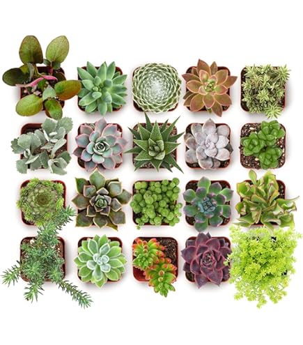 Amazon.com : Altman Plants, Live Succulent Plants (20 Pack