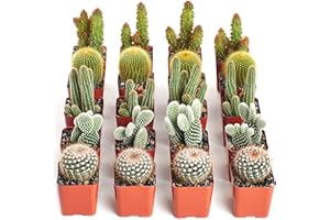 Shop Succulents | Can't Touch This Collection | Assortment of Hand Selected, Fully Rooted Live Indoor Cacti Plants, 20-Pack,