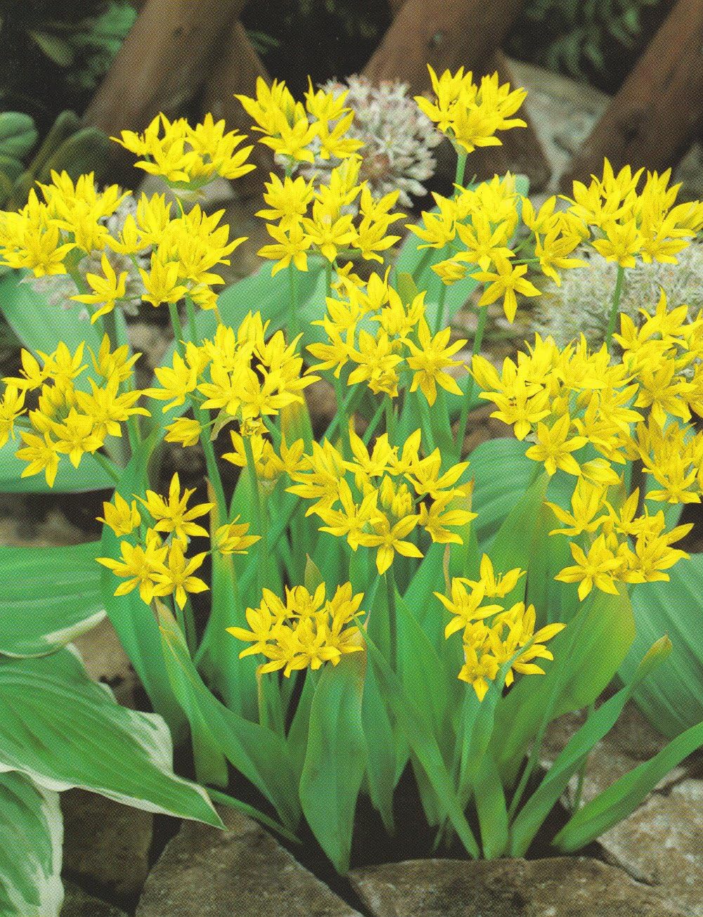 10 ALLIUM MOLY (LILY LEEK / GOLDEN GARLIC) BULBS FOR BORDER PATIO ROCKERY GARDEN PERENNIAL PLANT