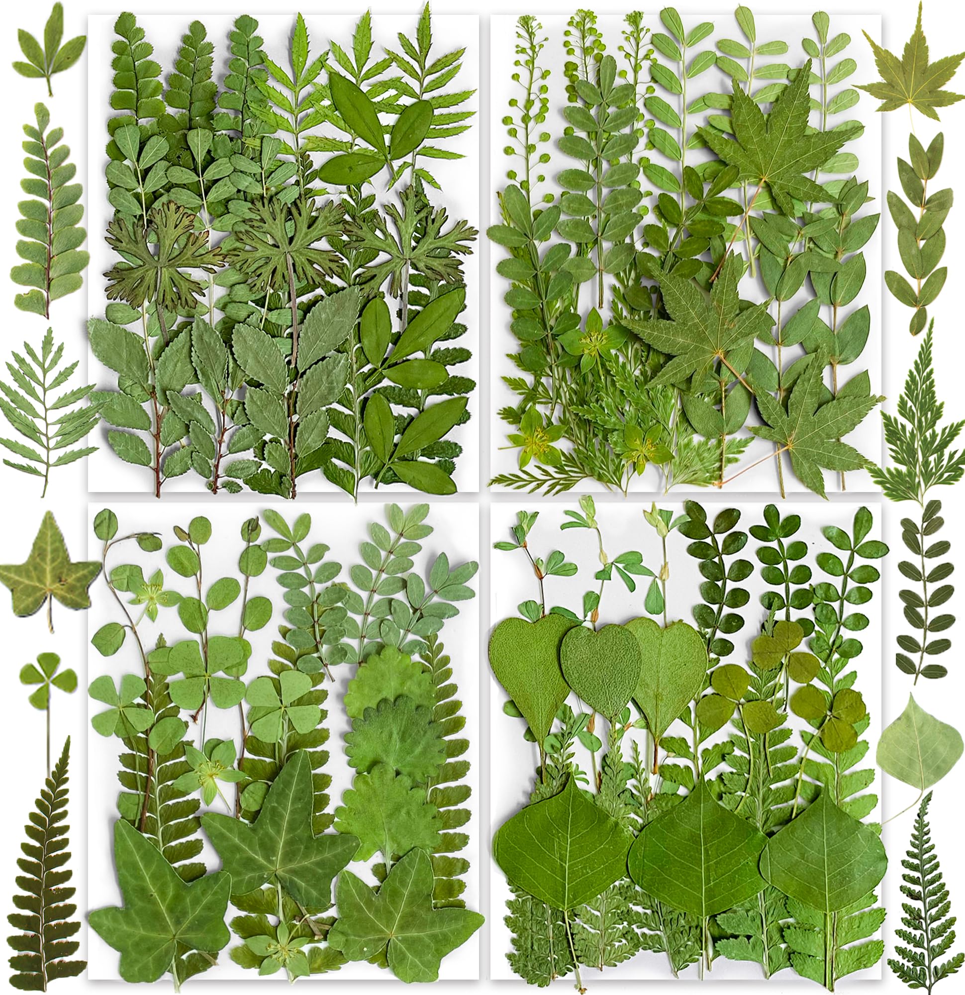 85PCS Real Dried Pressed Leaf Leaves, YouthBro Green Nature Plant Herbarium Set for DIY Jewelry Candle Soap Vase Making Nail Card Scrapbook Art Craft Floral Decors