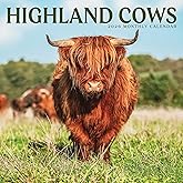 Highland Cows Calendar 2026 | 12" x 24" Animal Wall Calendar 12 Month | Marble City Press | Highlanders Scottish Cattle Isle 