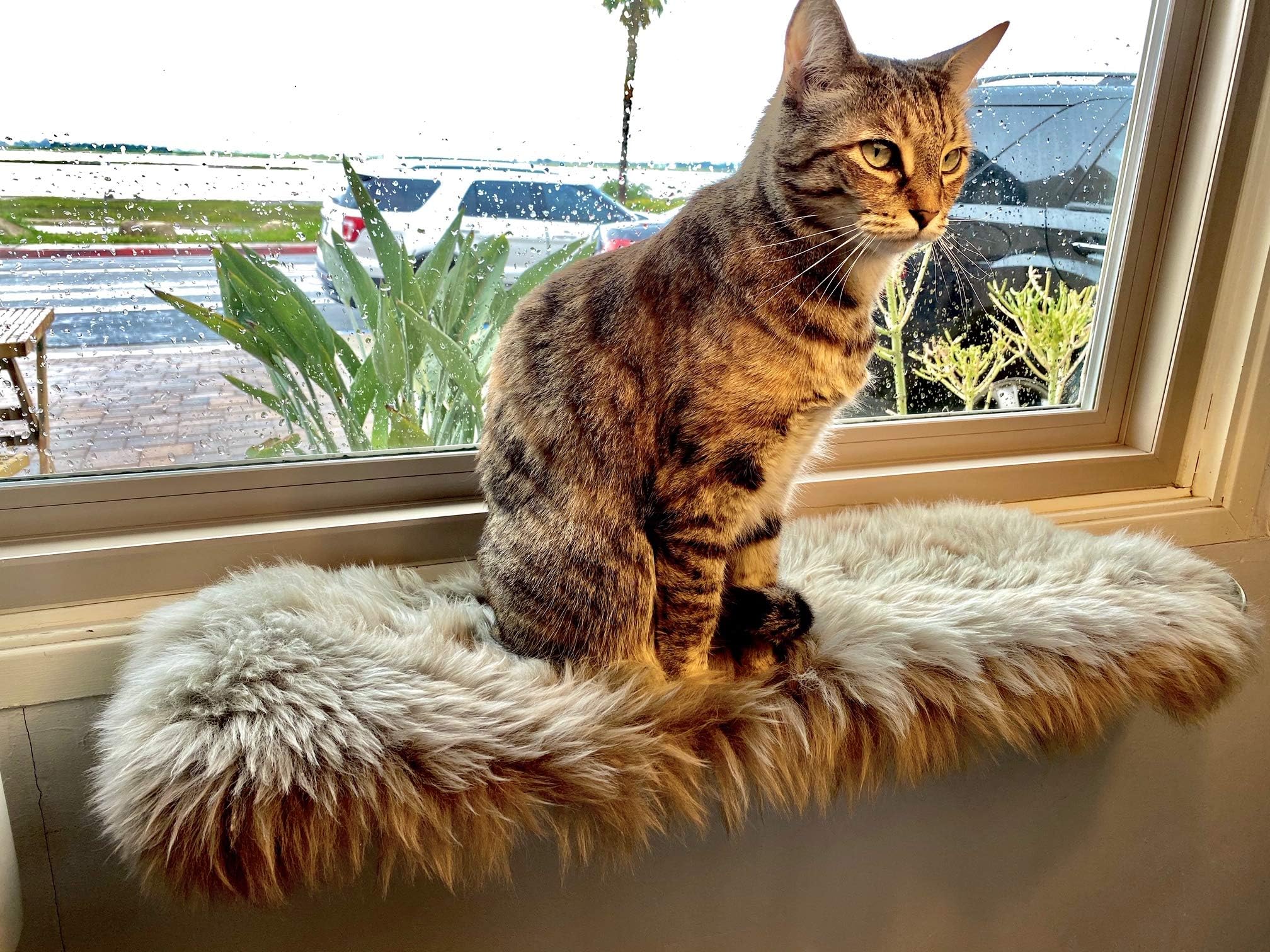 Tues Tamer Designer Cat Perch for Wall & Window - Kitten Sleeping Bed Shelf - Soft Natural Fur - Sheepskin Pad - Wall Furniture for Kitty - Designed & Assembled in USA (Silver)…