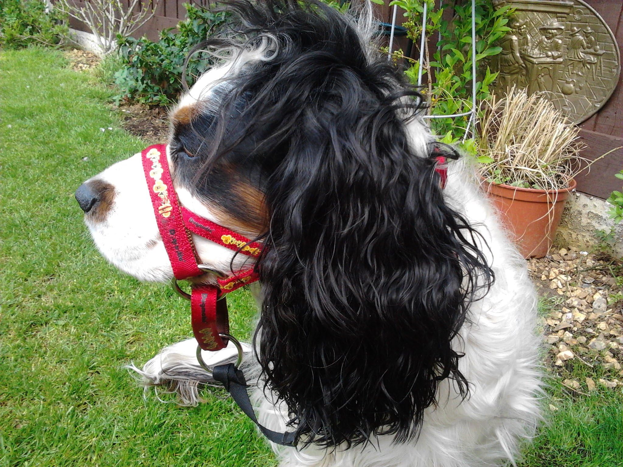 DOGMATIC HEADCOLLAR IN PADDED CUSHIONED WEBBING PCW - RED - SIZE 1