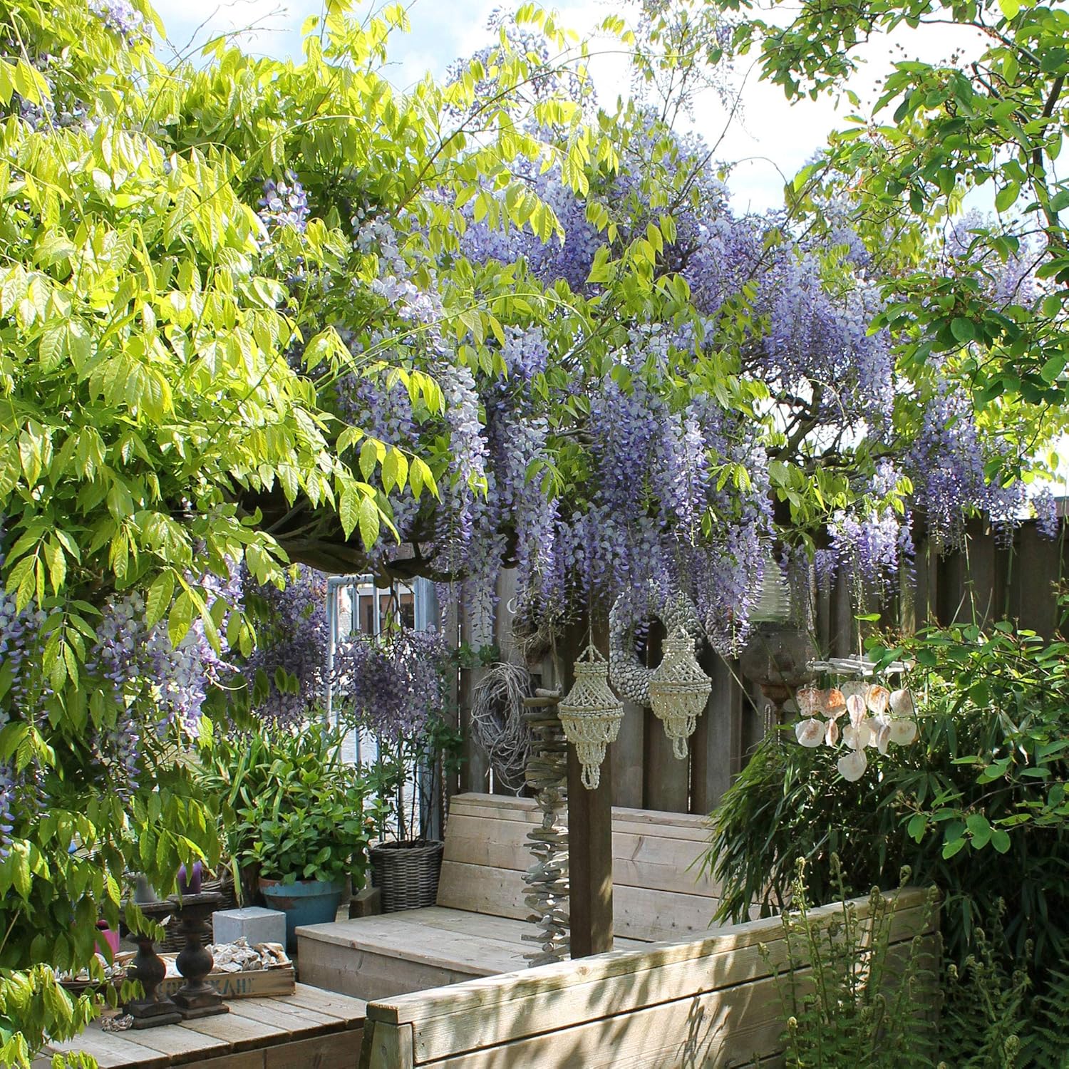 2X Wisteria sinensis"Caroline" Set of Blue Chinese wisterias