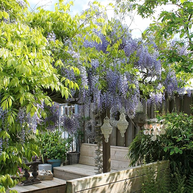 2 Chinese Blue Wisteria Trees A2D