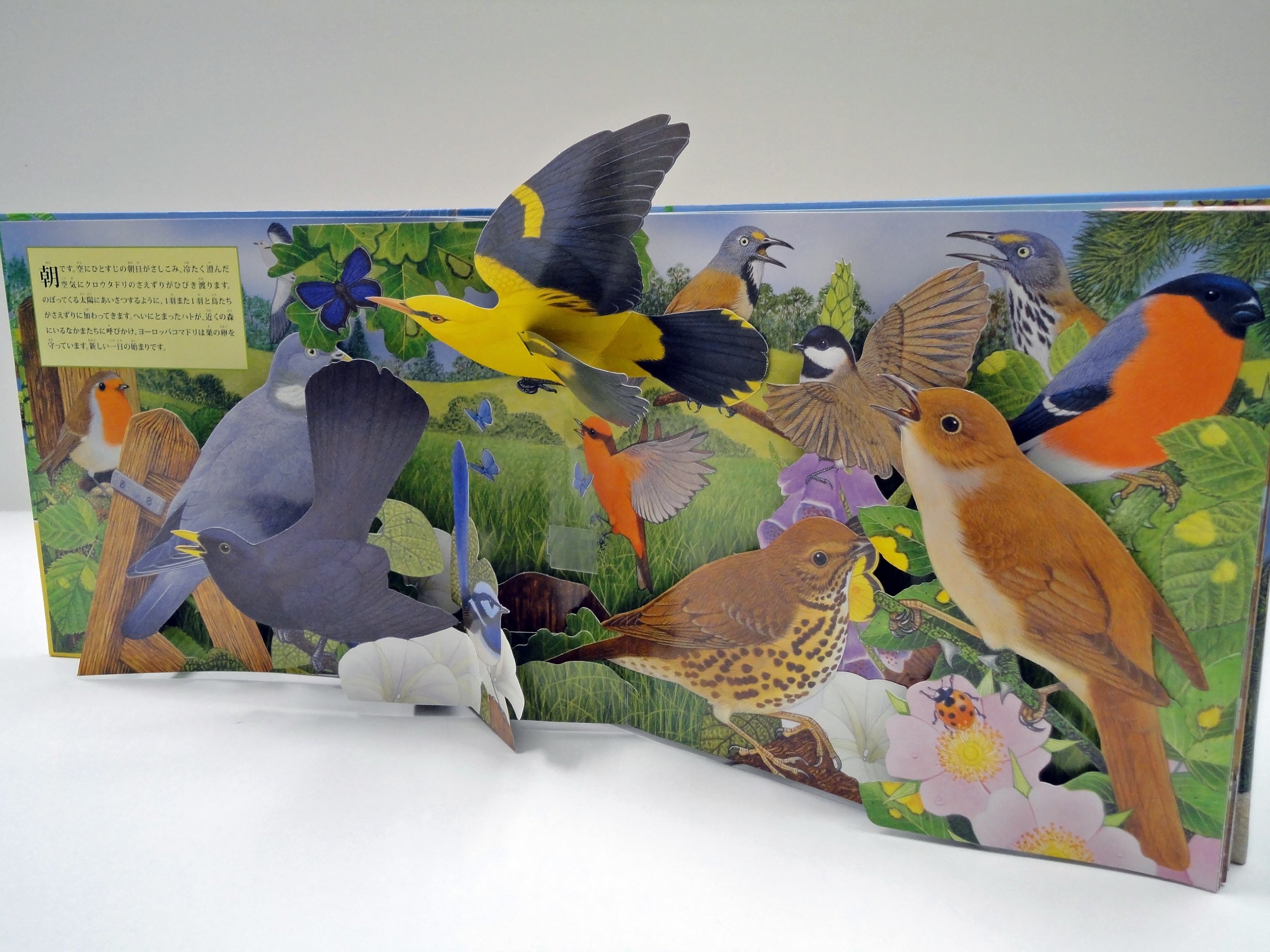 動物の鳴き声 鳥の世界 音がでるとびだししかけえほん Amazon Com Books