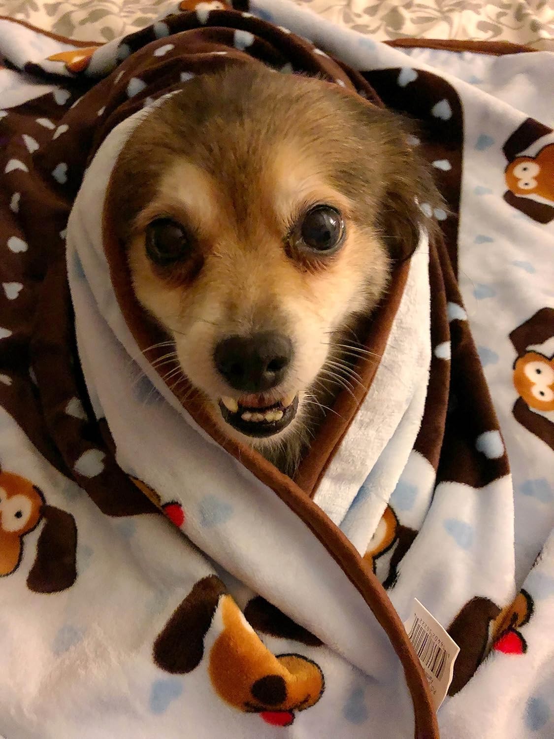 SmartPetLove Snuggle Puppy Blanket for Pets, Blue Pattern : Pet Bed Blankets : Pet Supplies