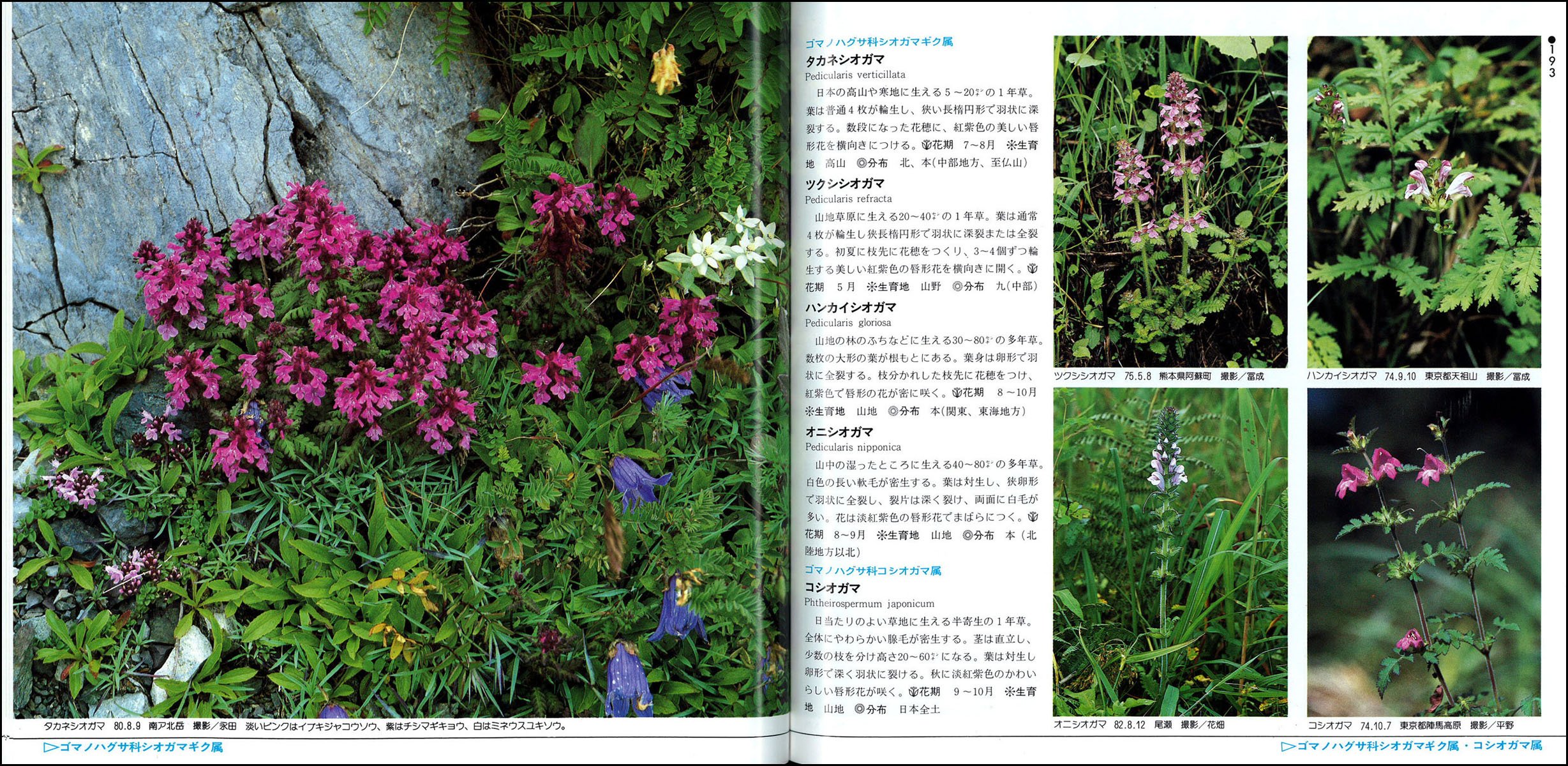 Amazon Com カラー名鑑 増補改訂新版 日本の野草 山溪カラー名鑑 Libros