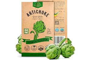 ORGANO REPUBLIC Green Globe Artichoke Seeds Pack 2G - Over 35 of Non-GMO Heirloom Artichoke Seeds for Planting Vegetables in Individual Seed Packet, Vegetable Seeds for Planting Home Garden Indoor & Outdoor Gardening