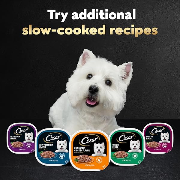 CESAR FILETS IN GRAVY, ADULT WET DOG FOOD, ROTISSERIE CHICKEN FLAVOR, WET FOOD FOR DOGS, 3.5 OZ TRAYS, 24 COUNT