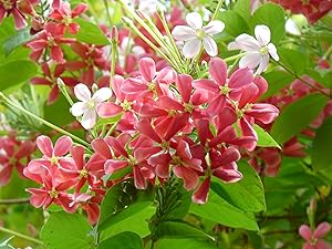 Nelesa Gardening Live Madhumalati Honeysuckle Rangoon Creeper Flower Plant In Pot