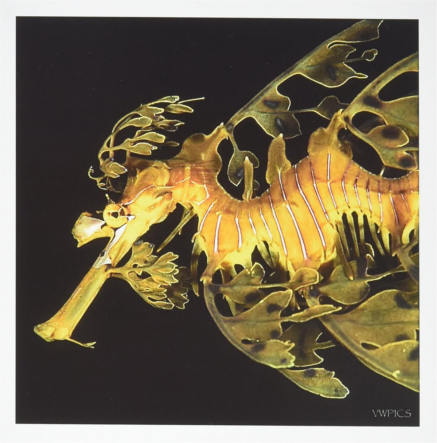 Amazon Com 3drose A Leafy Seadragon Phycodurus Eques Esperance