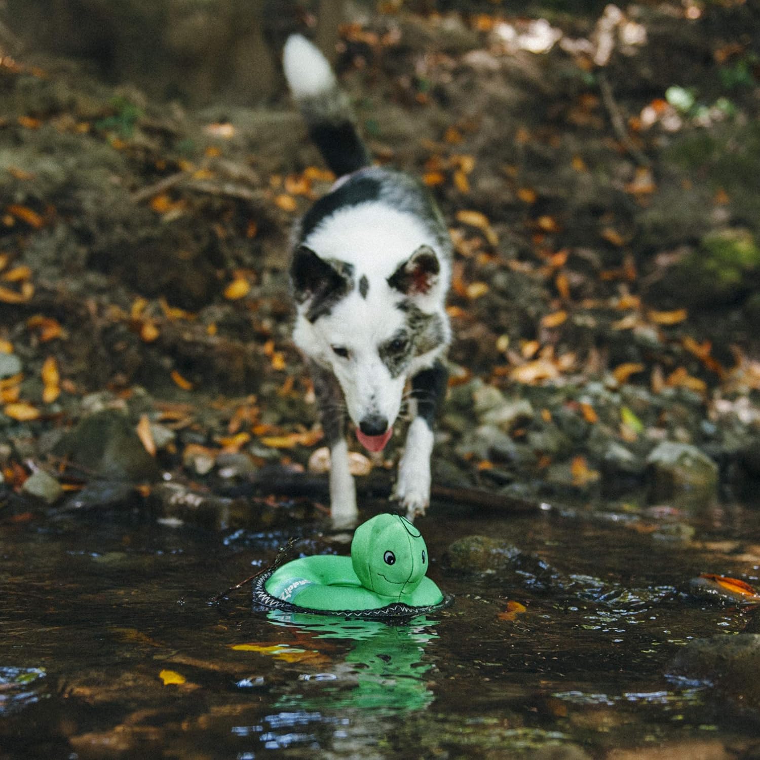Pet Supplies : ZippyPaws - Floaterz, Outdoor Floating Squeaker Dog Toy - Turtle, Green : 