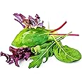 Lettuce Spring Mix salad Greens Seeds for Planting Hydroponic Garden Indoor or Outdoor Vegetable Garden 500 Heirloom Seeds Va