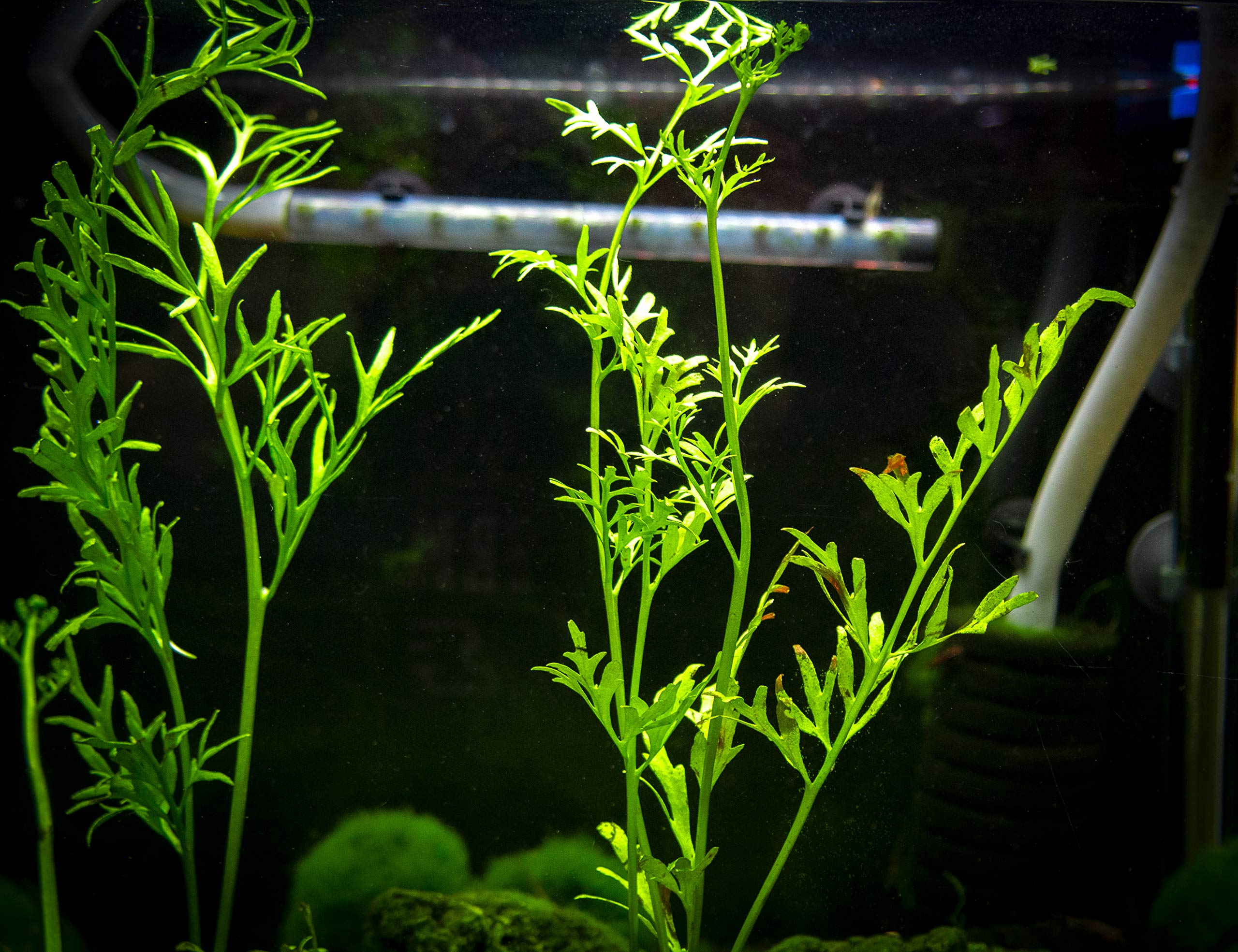 Fast Growing Aquarium Plant Package (1020 Gallon) Stem Plants Heavily Plant your Aquarium