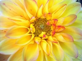Amazon.com: Dahlia Lovejoy: Books, Biography, Blog, Audiobooks, Kindle