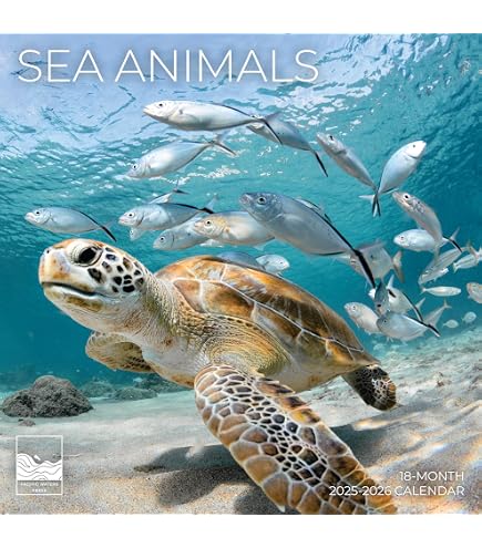 Calendrier De L'Avent Tortue De Mer - 24 Cases Acrylique - Décoration Noël Thème Marin