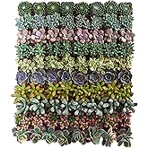 Shop Succulents Assorted Succulent Plant Pack Collection - Live Mini Succulent Plants, Low Maintenance, Mixture of Colors & Textures - Wedding and Party Favors, Gift & Garden, Pack of 32