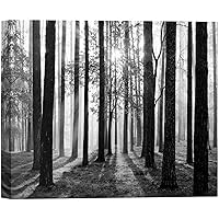 SIGNWIN Canvas Wall Art Sunrise and Sunbeams Between Tall Pine Trees Nature Forest Photography Modern Art Traditional Scenic Dramatic Black and White for Living Room, Bedroom, Office - 12x18 inches