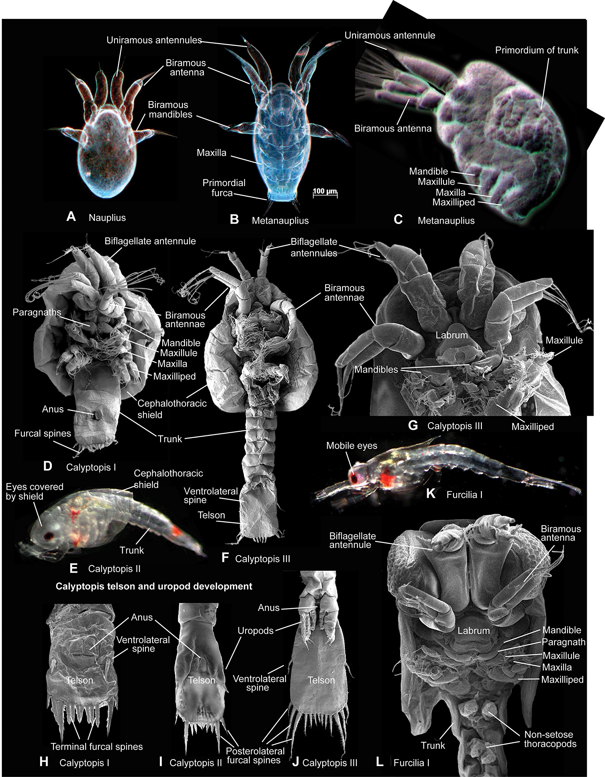Atlas Of Crustacean Larvae Martin Joel W Olesen Jorgen Hoeg Jens T Amazon Co Uk Books