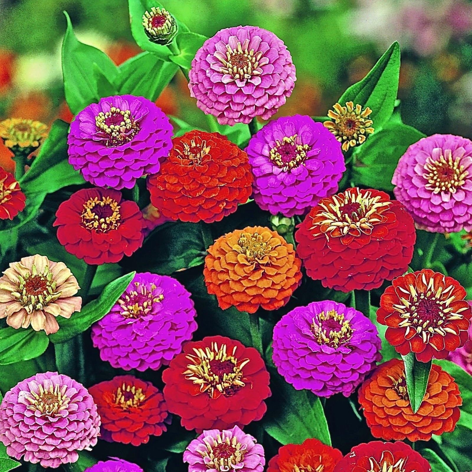 100 Seeds Lilliput Zinnia Mix