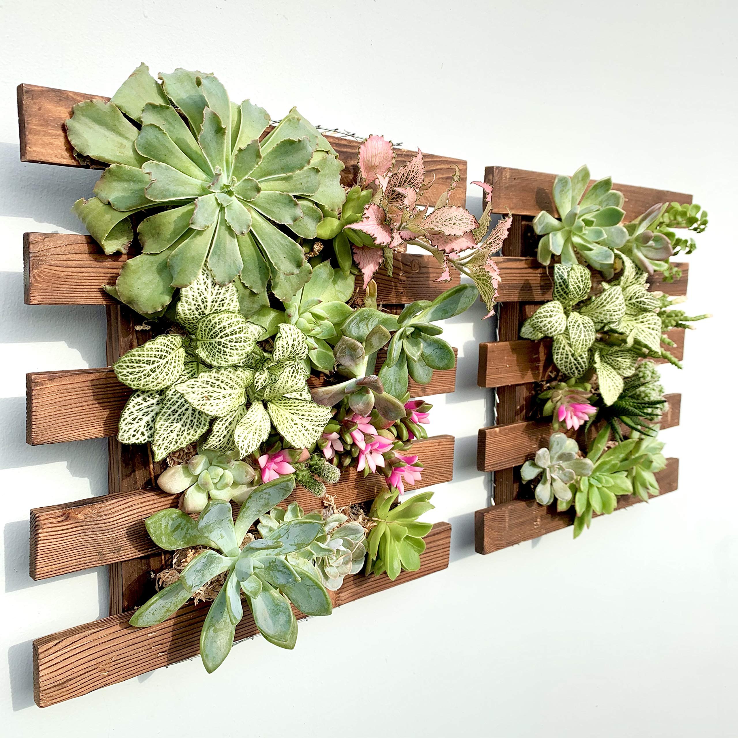 Photo 1 of ShopLaLa Wall Planter - 2 Pack Wooden Hanging Succulent Wall Decor, Live Air Plants Orchids Wall Mounted Holder Frame Display for Indoor Outdoor, Living Plant Wall Decor Balcony Garden