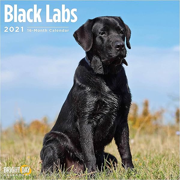 buy black labrador