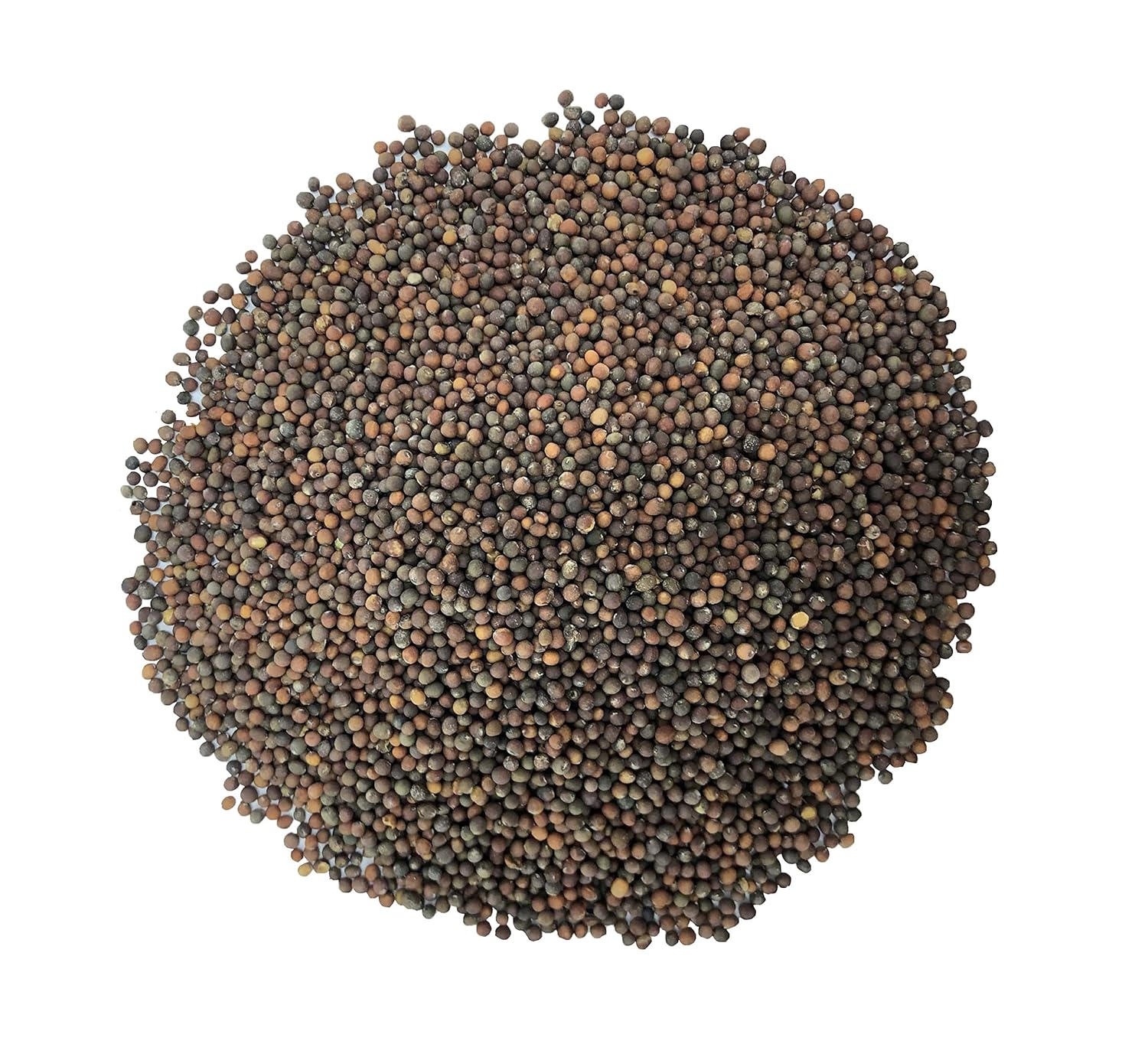 Kale Seeds, 8 Ounces - Great for Sprouting and Planting, Rich Germination Rate, Non-Irradiated, Vegan Superfood, Bulk, Grow Amazing Sprout, Microgreens and Plants for Salads, Rich in Sulforaphane: Grocery & Gourmet Food