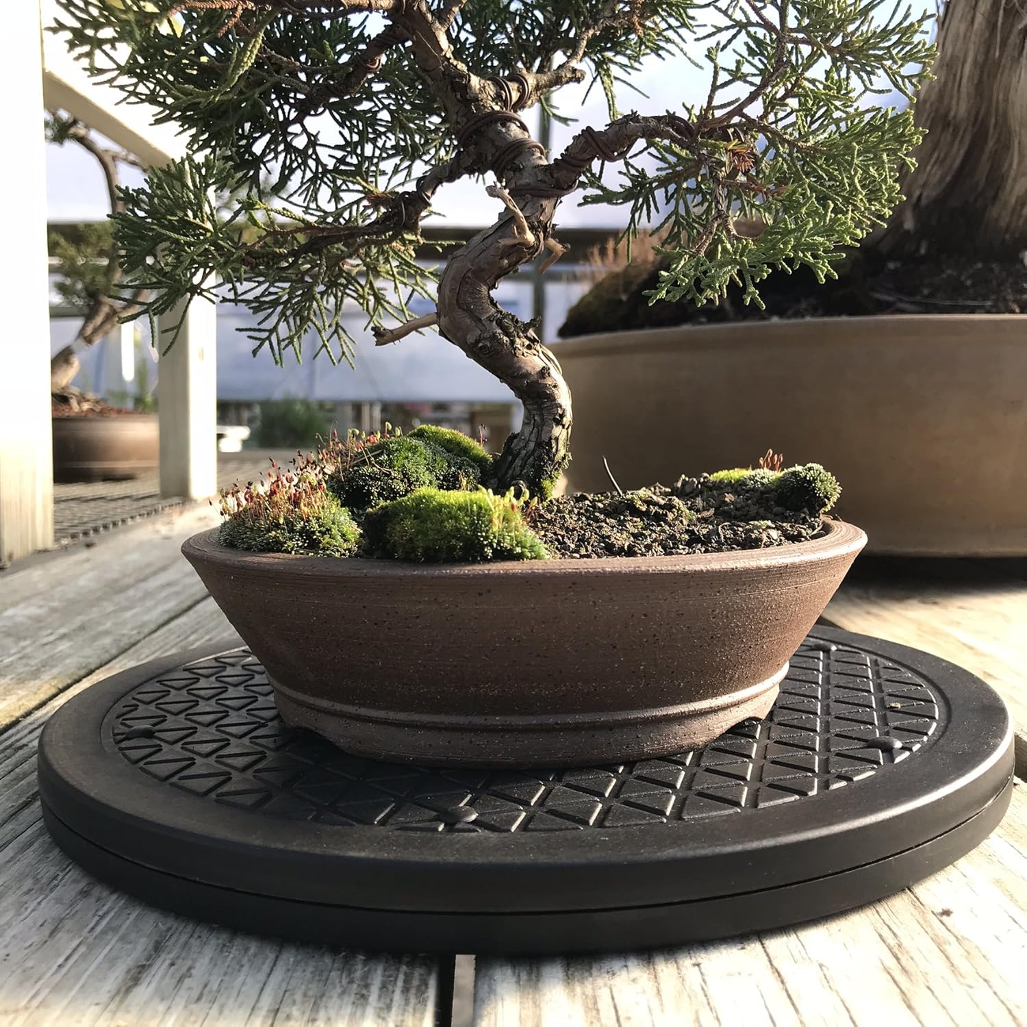Tomada De Bonsai Planta Árvore de aço inoxidável Base Giratória 12.5