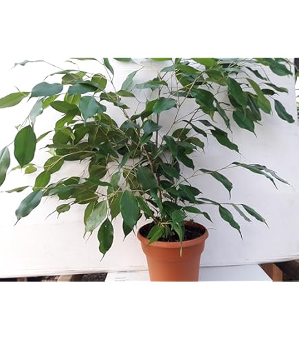 swiss cheese monstera plant Swiss Cheese Plant Monstera 6 inch main image 1