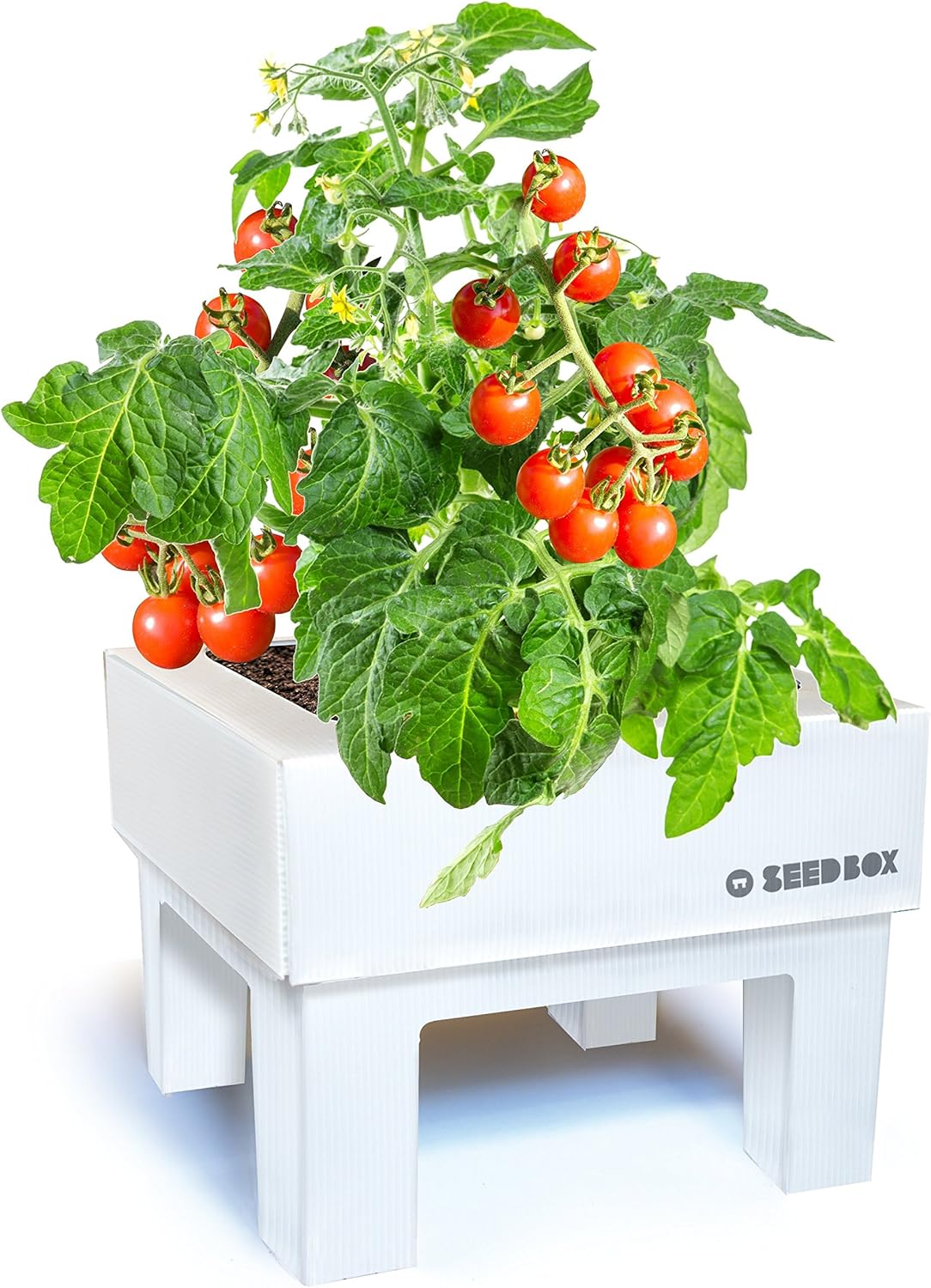 SeedBox SBCUTC - Huerto Urbano de Tomates Cherry: Amazon.es: Jardín