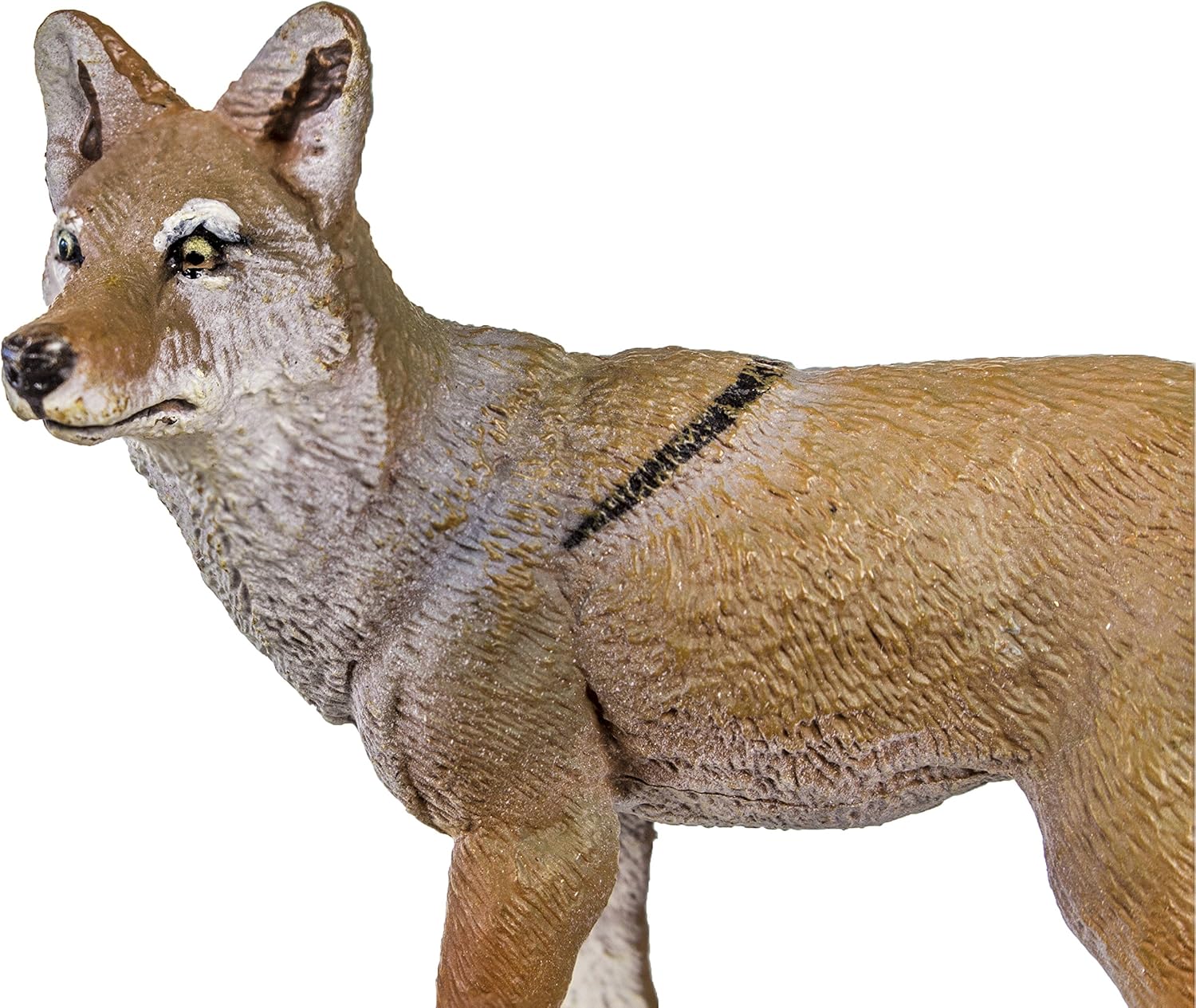 safari ltd coyote