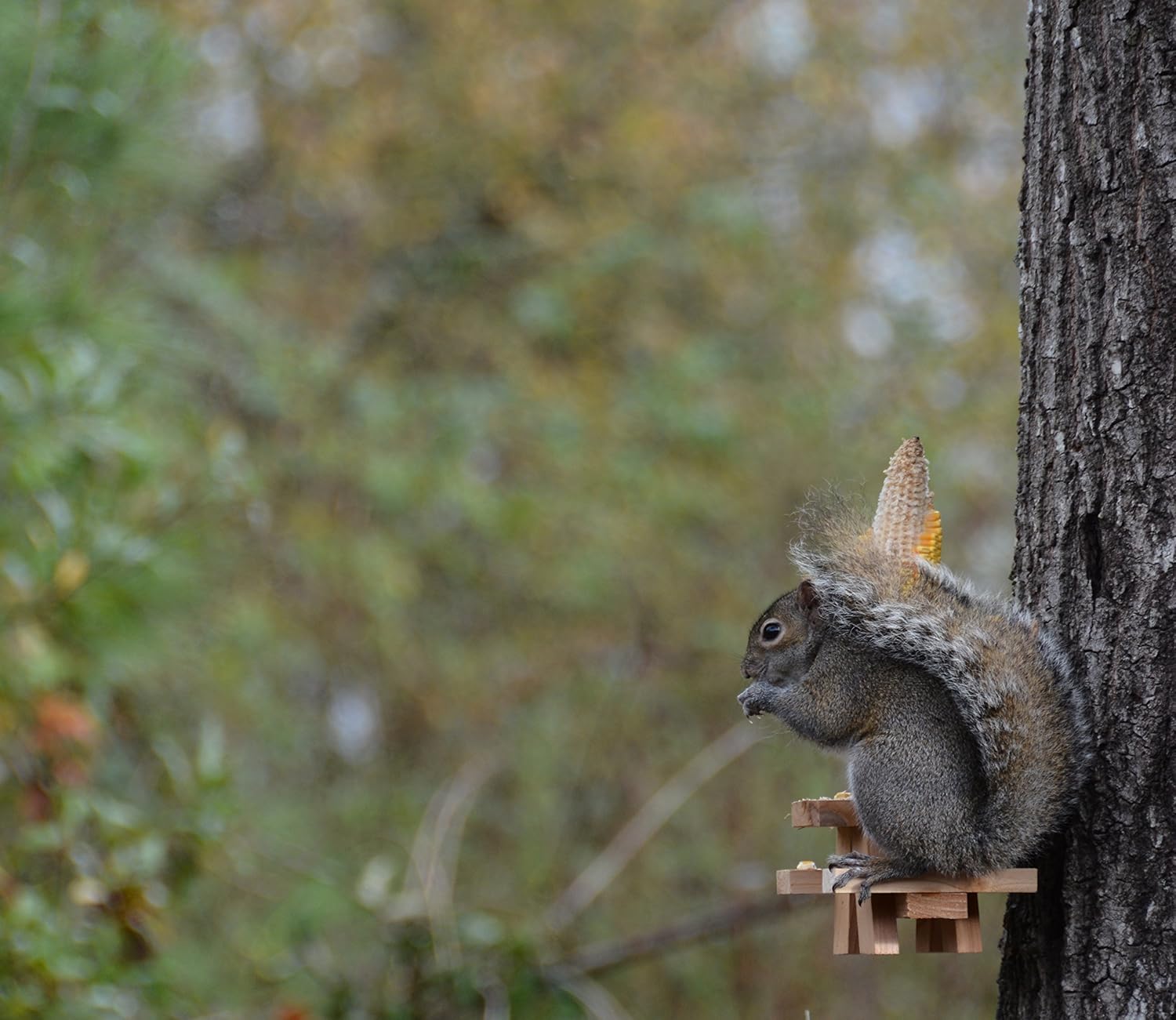 Amazon Com Picnic Table Squirrel Feeder Garden Outdoor