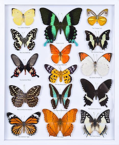 Real Butterfly Entomology Collection Butterflies Displayed