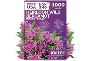 KVITER 1,000 Wild Bergamot Seeds for Planting (Monarda fistulosa) – Bee Balm Native Wildflower, Pollinator Magnet, Organic & Non GMO – Perennial Flower Seeds to Plant Outside in Flower/Herb Garden