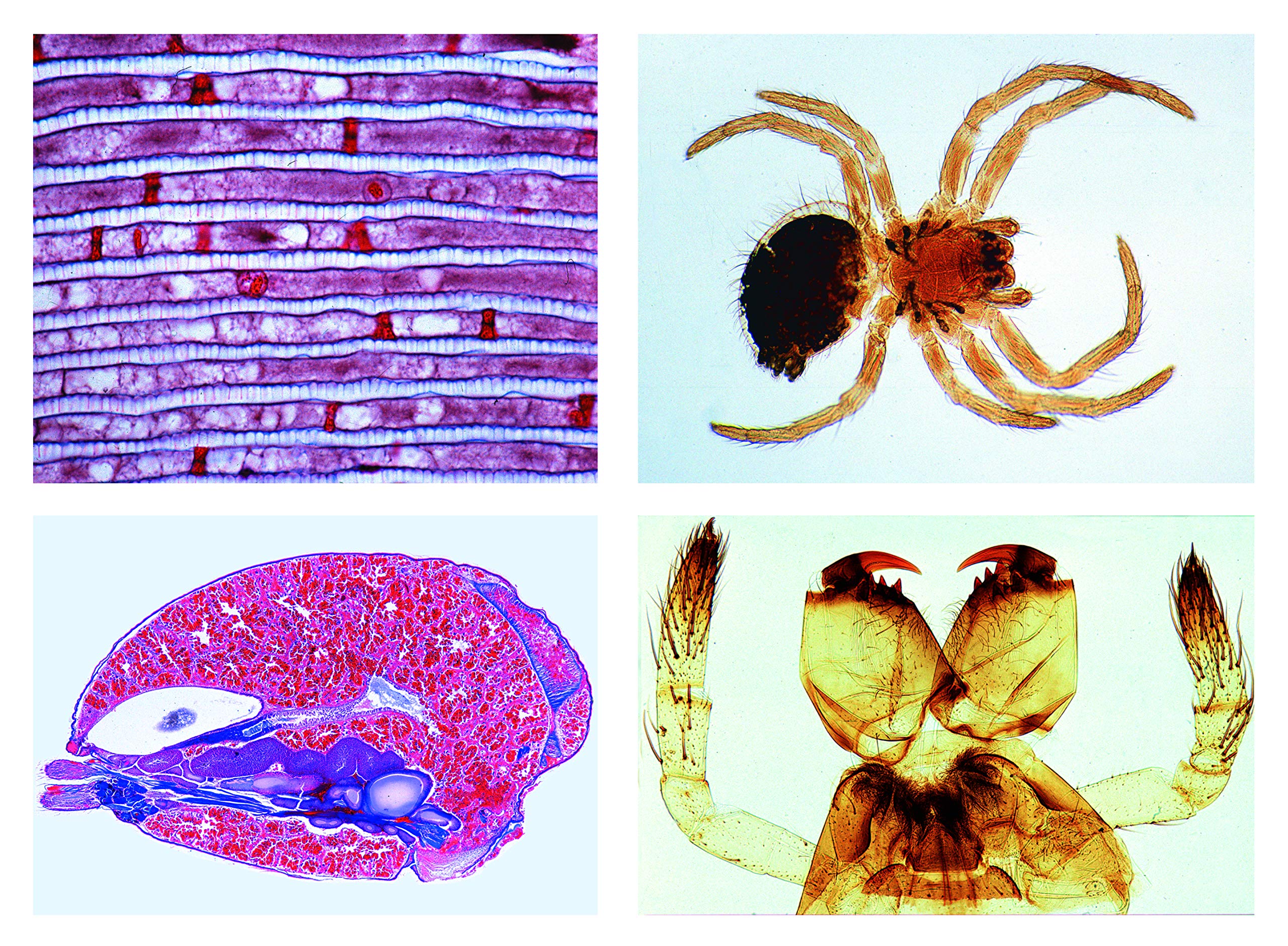 3B Scientific Biology Microscopy Micropräparates Series_ Crustaceans (Crustacea)