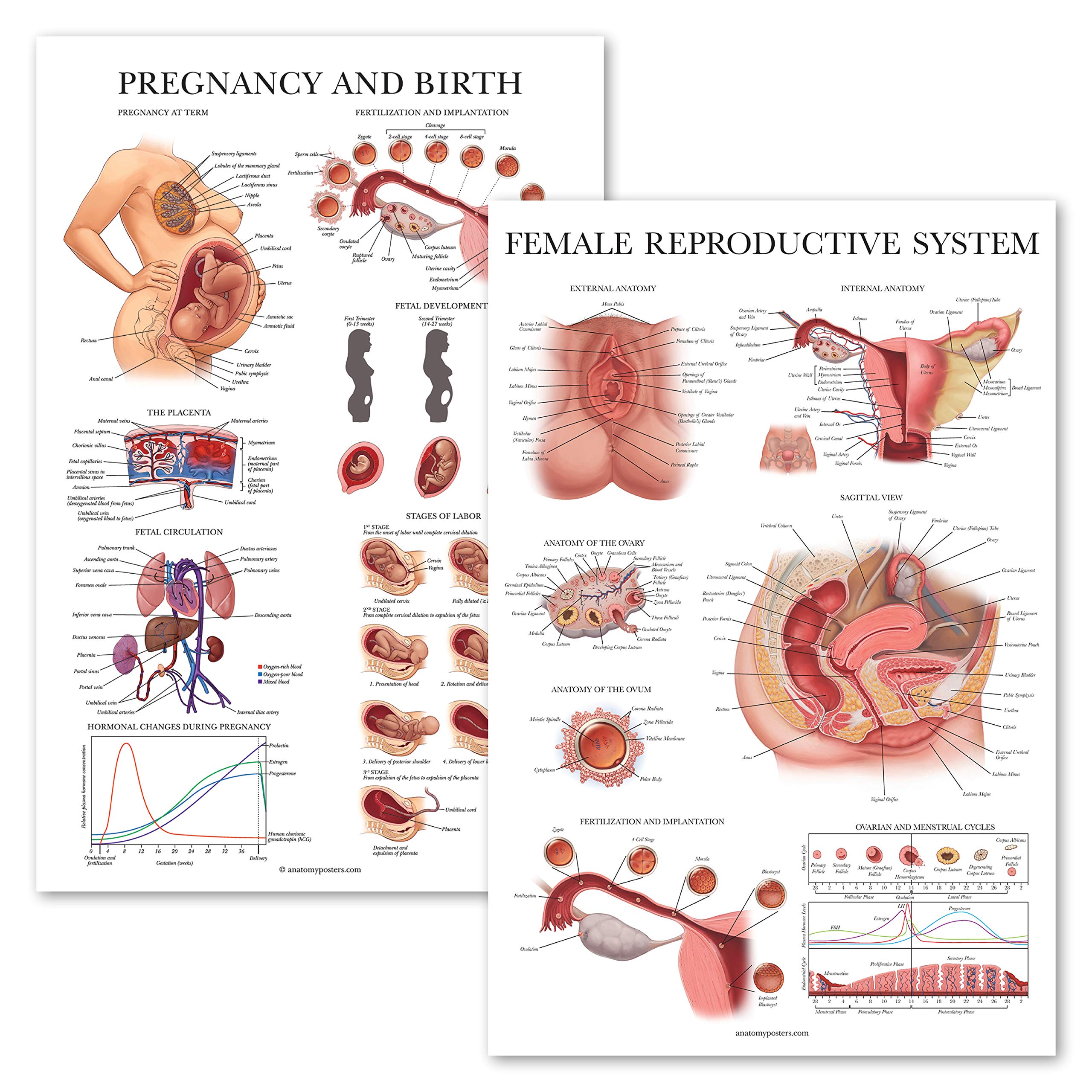 2 Pack - Female Reproductive Anatomy Poster + Pregnancy and Birth Anatomy Chart - Laminated