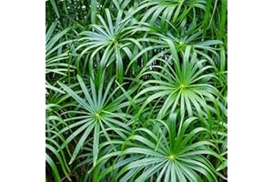 CHALILY Umbrella Palm, a Great Live Pond Plant for Your Water Garden. Filters The koi and Goldfish Pond. Good for Bogs, Plant Shelf or Shallow Water This marginal Aquatic is a Real Beauty
