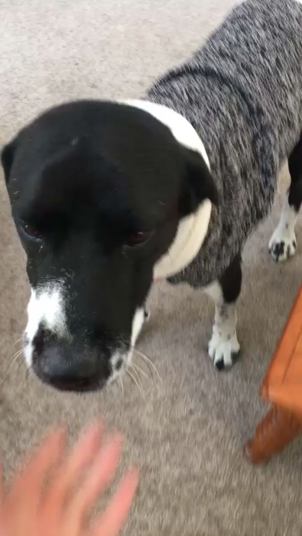 Chilly Dog Boyfriend Dog Sweater, XLarge Pet Sweaters