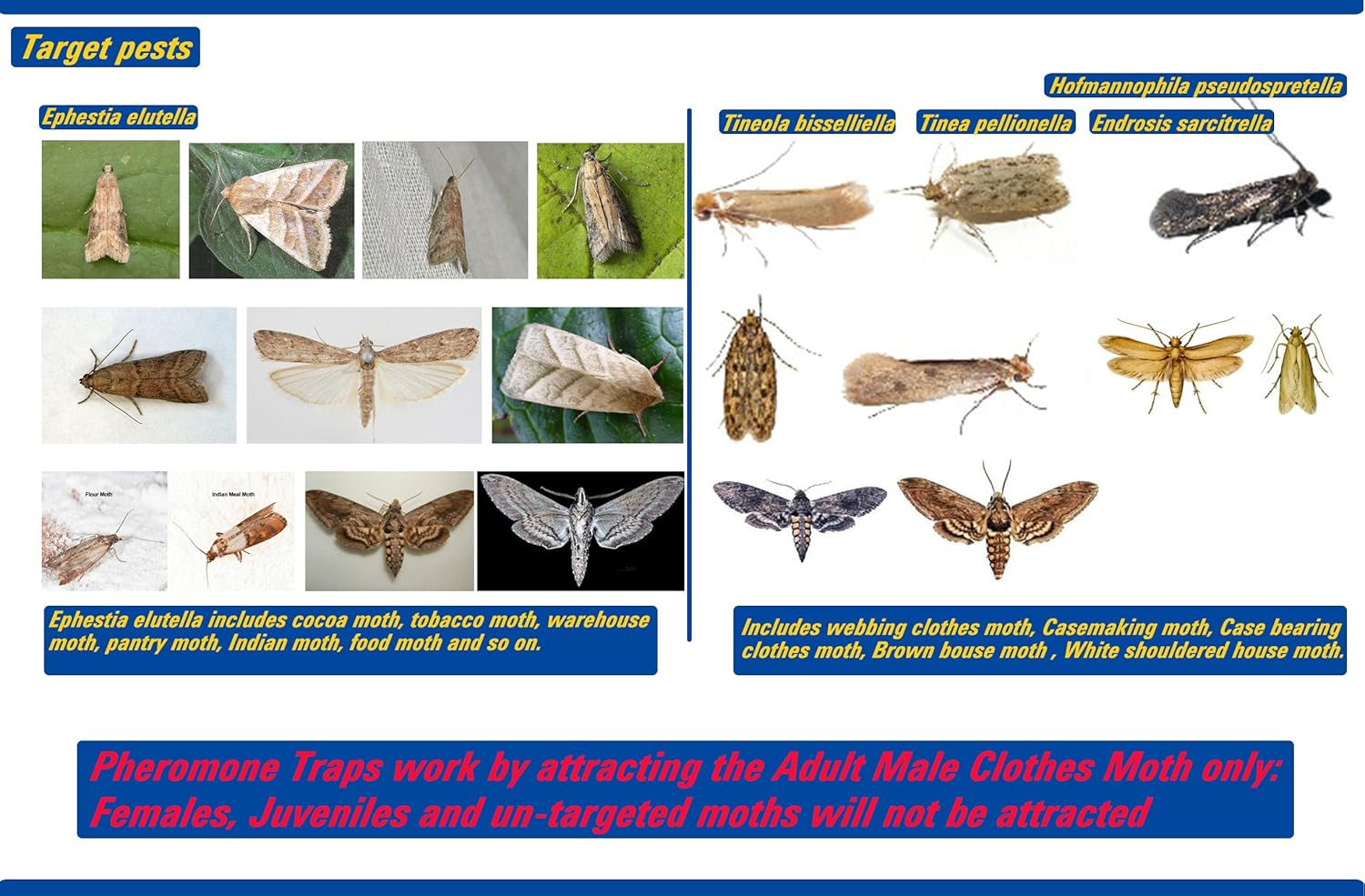 Amazon Com Clothes Moth Traps Pantry Moth Traps Natural Glue