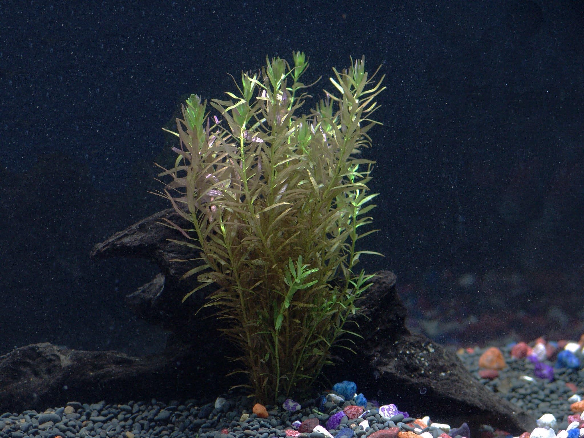 Rotala Indica Bunch - Beginner Tropical Live Aquarium Plant by Aquarium Plants Discounts