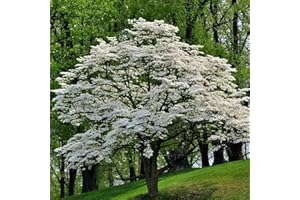FROZE White Flowering Dogwood Tree - Live Plant - 10-16" Tall Seedling - Quart Pot - Ships Potted - Cornus florida