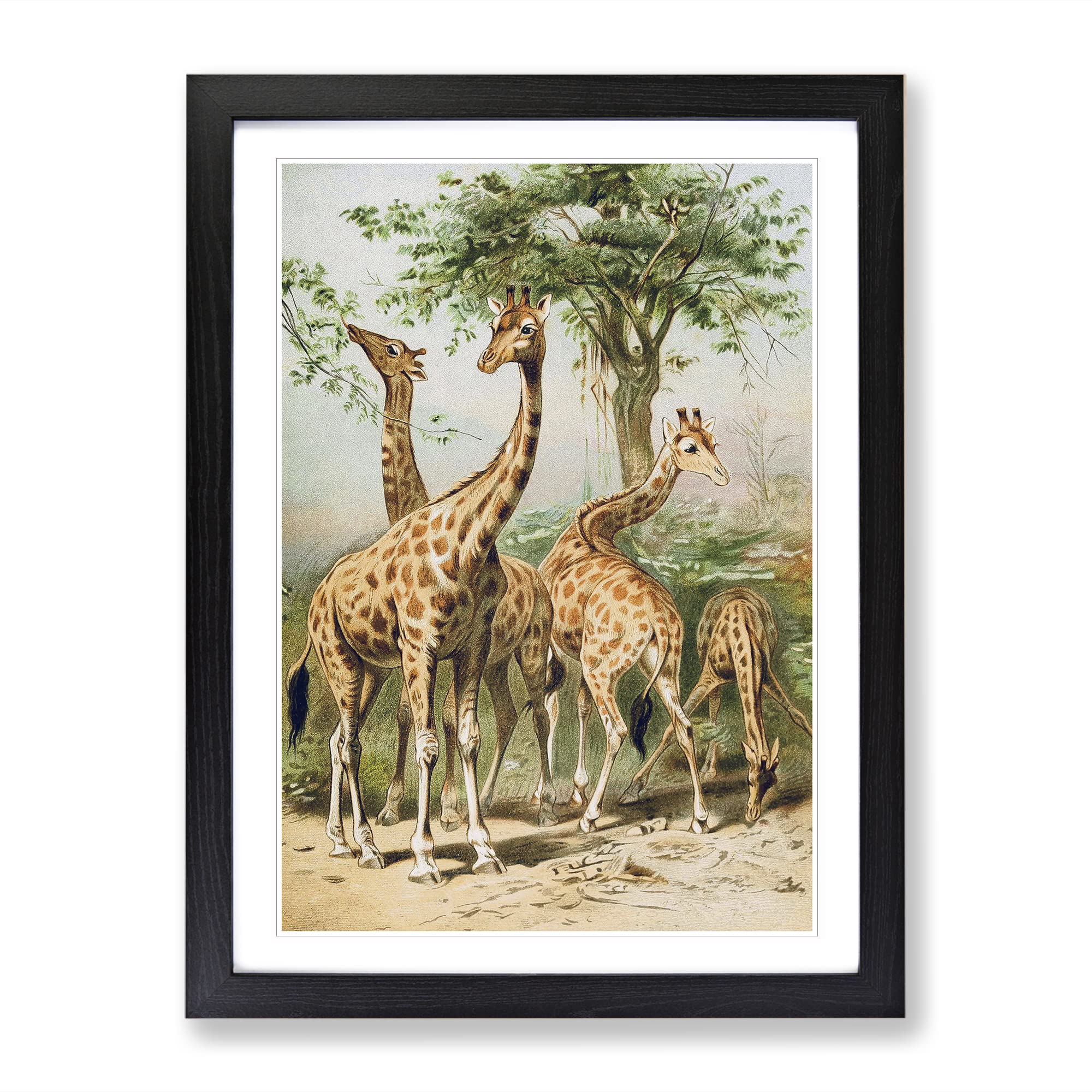 Vintage South African Giraffes Vintage Framed Wall Art Print, Ready to Hang Picture for Living Room Bedroom Home Office Décor, Black A4 (34 x 25 cm)