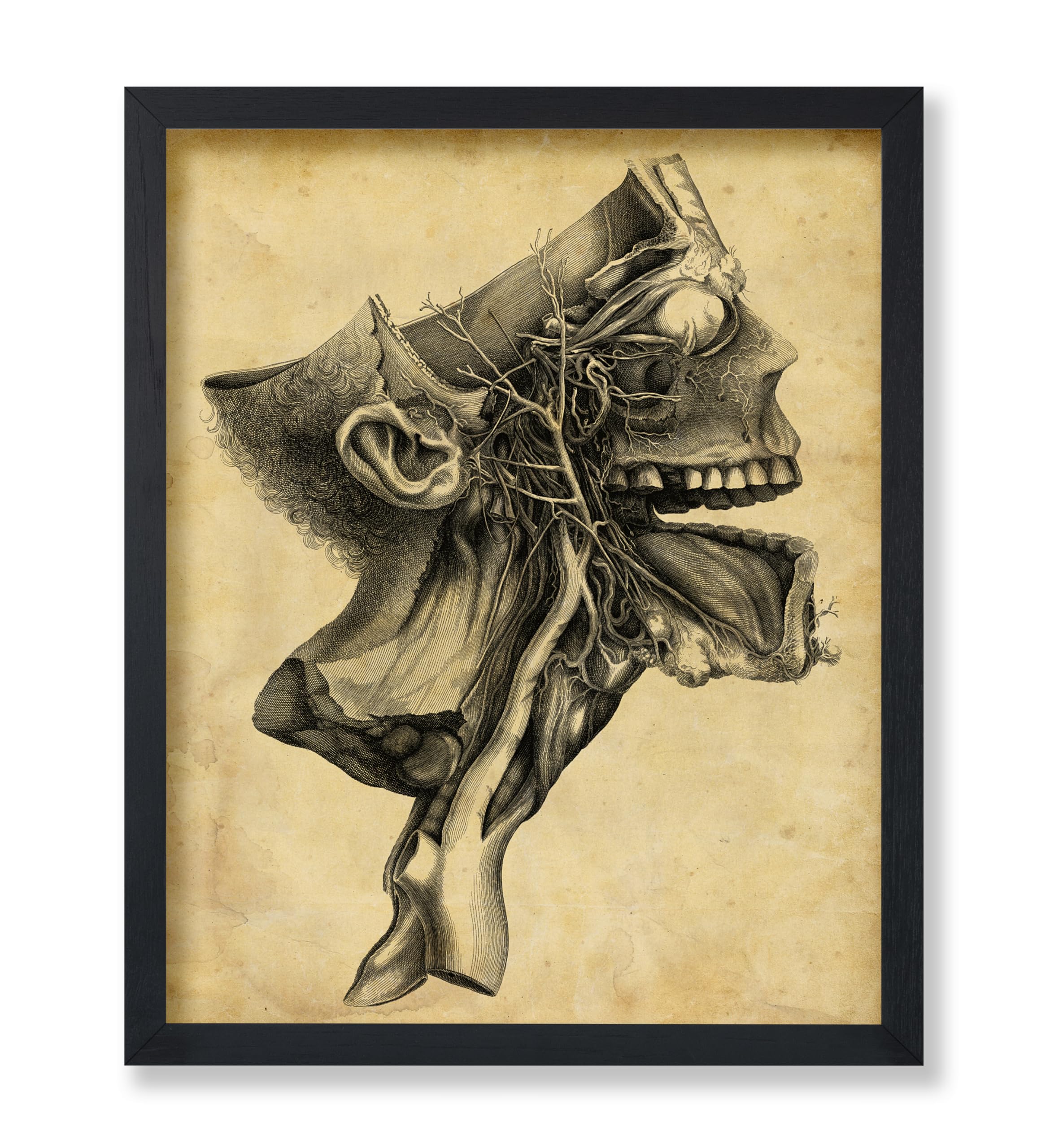 Mua Poster Master Vintage Human Skull Poster - Retro Medical Print ...