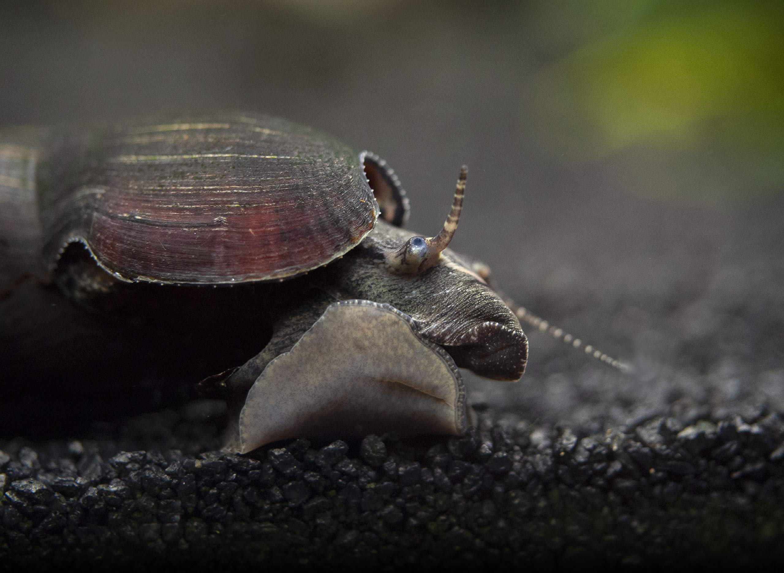 Aquatic Arts 1 Black Devil Snail (Faunus ater) 1 to 3 inches Long