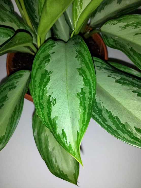 Plata Reina chino Evergreen – planta Aglaonema – 6